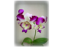 Dendrobium Kultana Fancy (red) 2.jpg