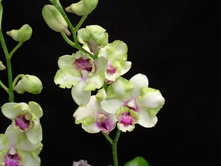 Dendrobium Kultana Fancy.jpg