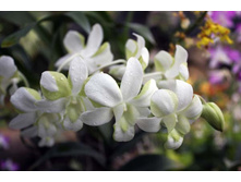Dendrobium Liberty.jpg