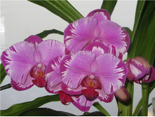 Doritaenopsis Taiwan Red Cat.jpg