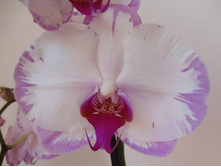 Dtps Champion Lightning.jpg