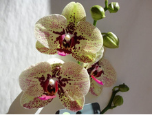 Phalaenopsis Fata Morgana.jpg