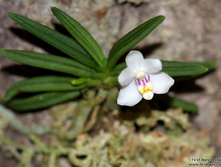 Pteroceras semiteretifolium.jpg