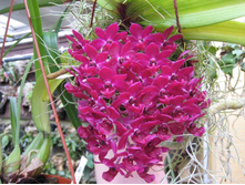 Rhynchostylis gigantea var rubrum(red).jpg