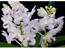 Vasco. Viboon Velvet.jpg