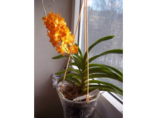 ���������� Sooksamran Sunlight.jpg