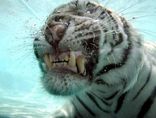 "������"-���������