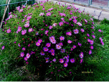 ����� ��������.JPG