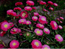 ����� ������1.JPG