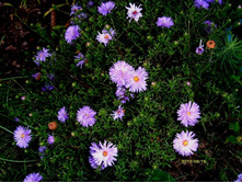 ����� ����� �������.JPG