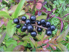 �������� �����. �����.JPG