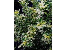 ������ ������1.JPG