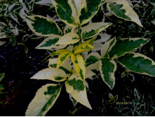 ������ ������ ����.JPG