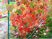 �������� ��������.JPG