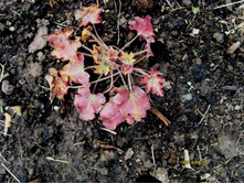 ������� ��������.JPG