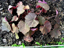 ������� ��������� �����.JPG