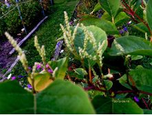 ������� ����������� ��������.JPG