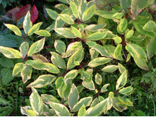 ����� .JPG