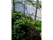 �������� ������.JPG