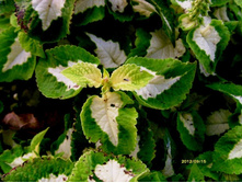 ������ �������.JPG