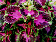 ������ �������.JPG