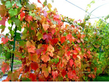 ����� ��������.JPG