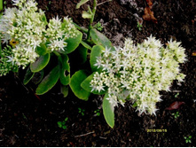 ������ (����� �����).JPG