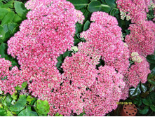 ������ ������.JPG