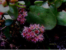 ������ �.� 2.JPG