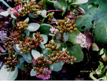 ������ ��� �����.JPG