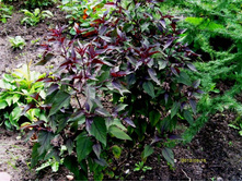 ��������� �������.JPG