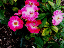 � ������.JPG