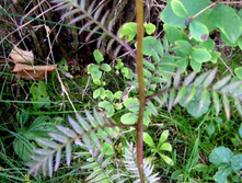 ������ �������������.JPG