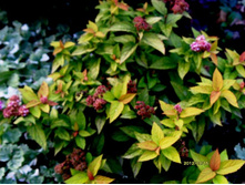 ������ �.���������.JPG