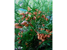 ��� �����.JPG