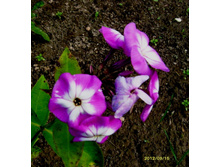 ����� .JPG