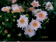 ���������� 1.JPG