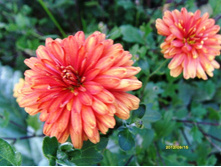 ���������� 2.JPG