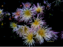 ���������� 4.JPG