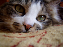 �������� ������