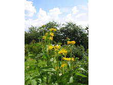 ������� �������+