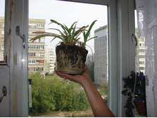 ������ � �������