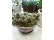 �������� ������ (Mammillaria prolifera)