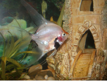 ��� ��������