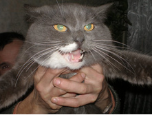 ��� ��� �������