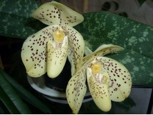 Paphiopedilum_concolor x bellatulum_wenshanense.jpg