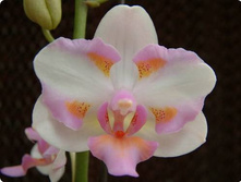 Phal._Crystal_Lady_x_Dor._Purcherrima.jpg