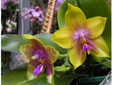 Phalaenopsis Bedford Nonpareil.jpg