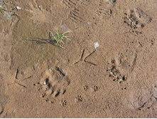 ������� ��������� (��� �������� �������� ����� � ������������ ������ ������ �����)