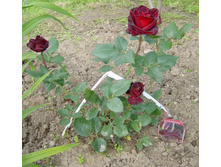 ���� ������� 